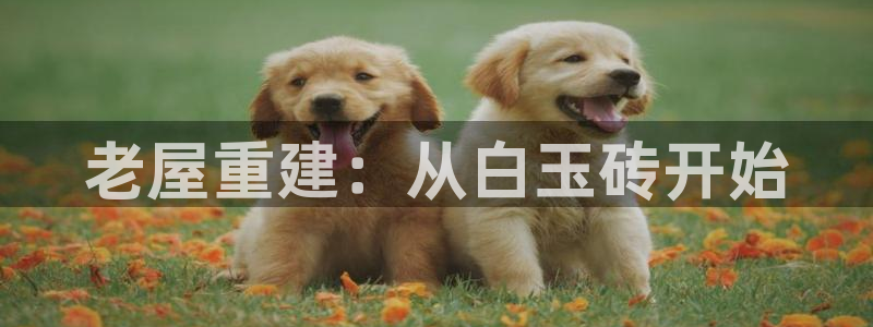 杏鑫官方平台怎么样啊